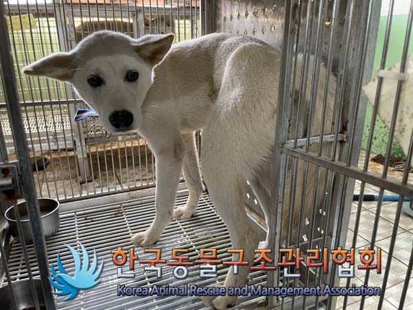 한국동물구조관리협회_441560202401165
